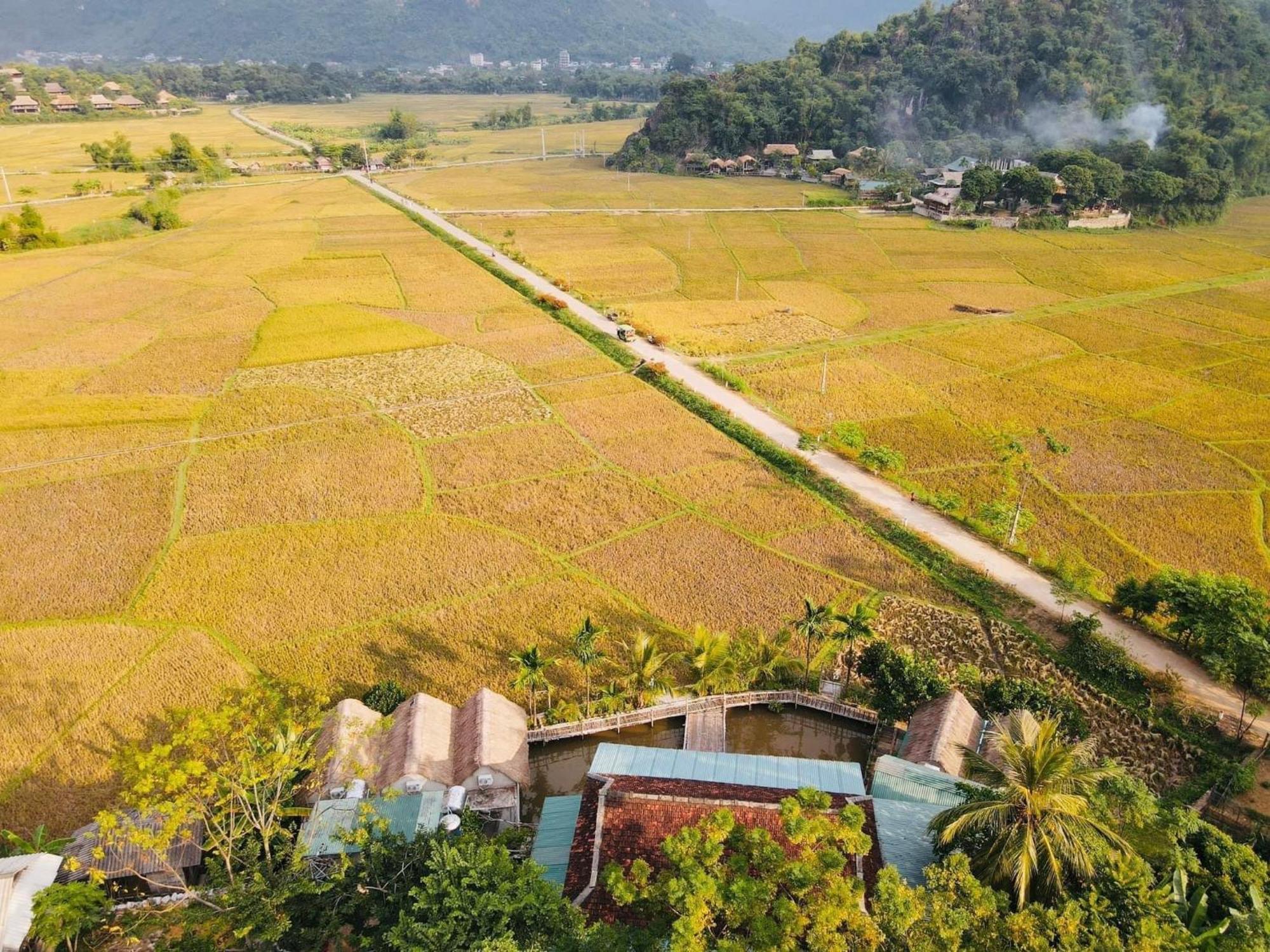 Homestay Rice Fields