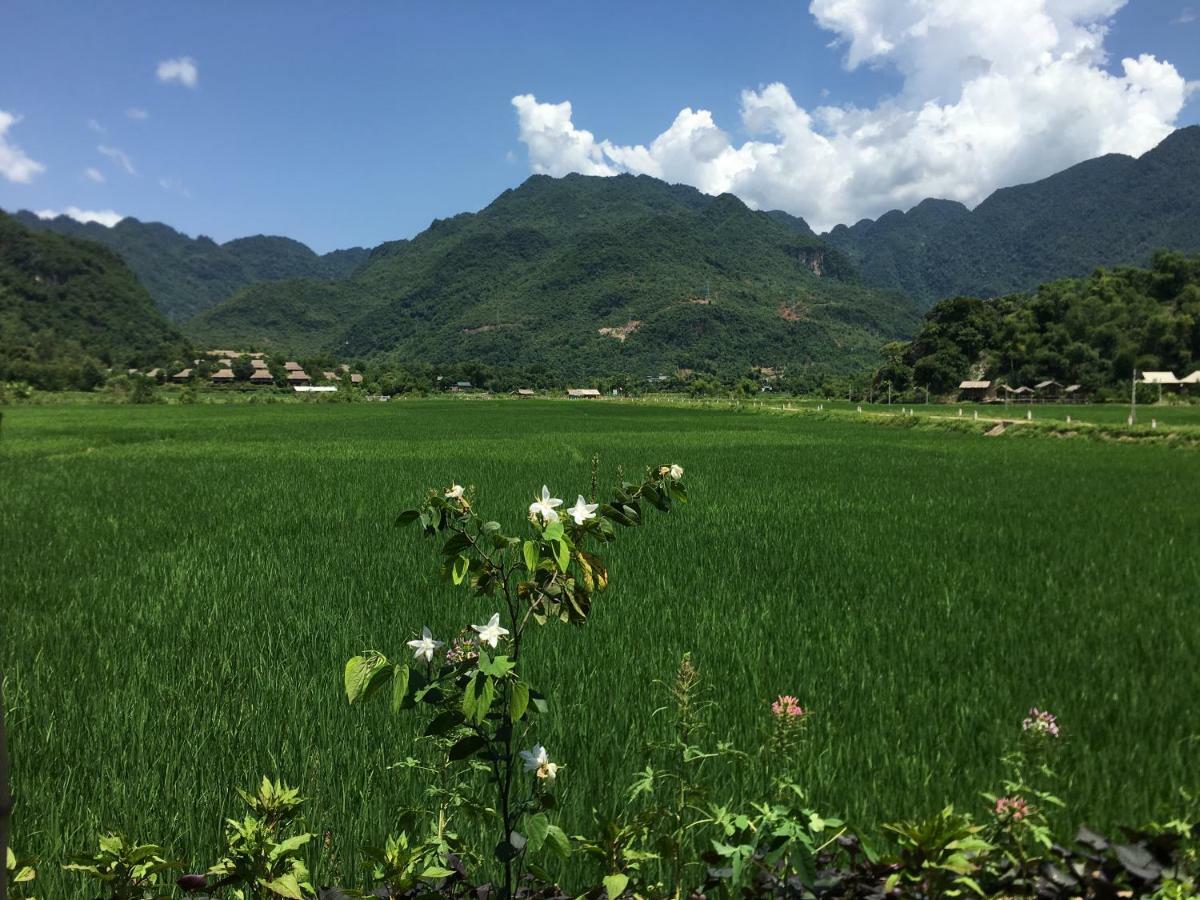 Rice Fields *